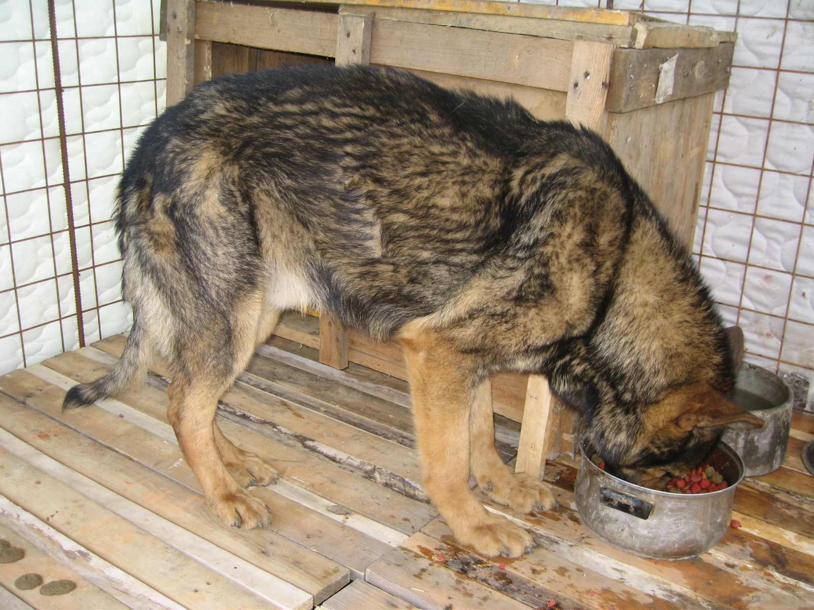 Barky_1